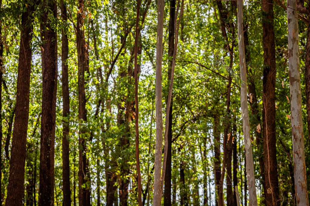 Galvani Cultiva Eucalipto em Barreiras